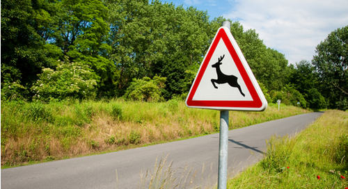 Deer crossing warning sign on back road surrounded by greenery