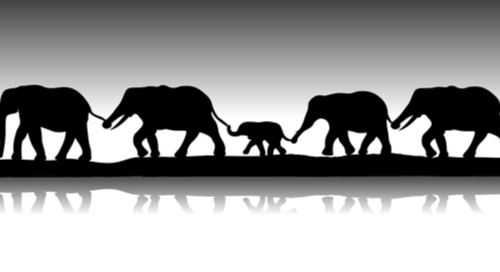 Elephants in a line