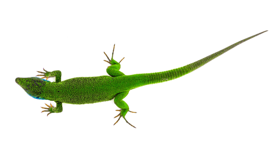 Green lizard