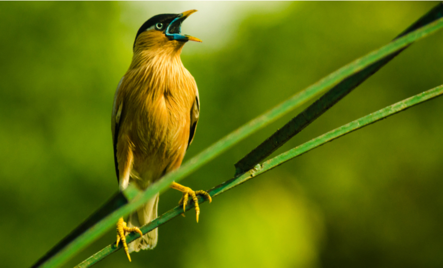 Brahminy starling chirping