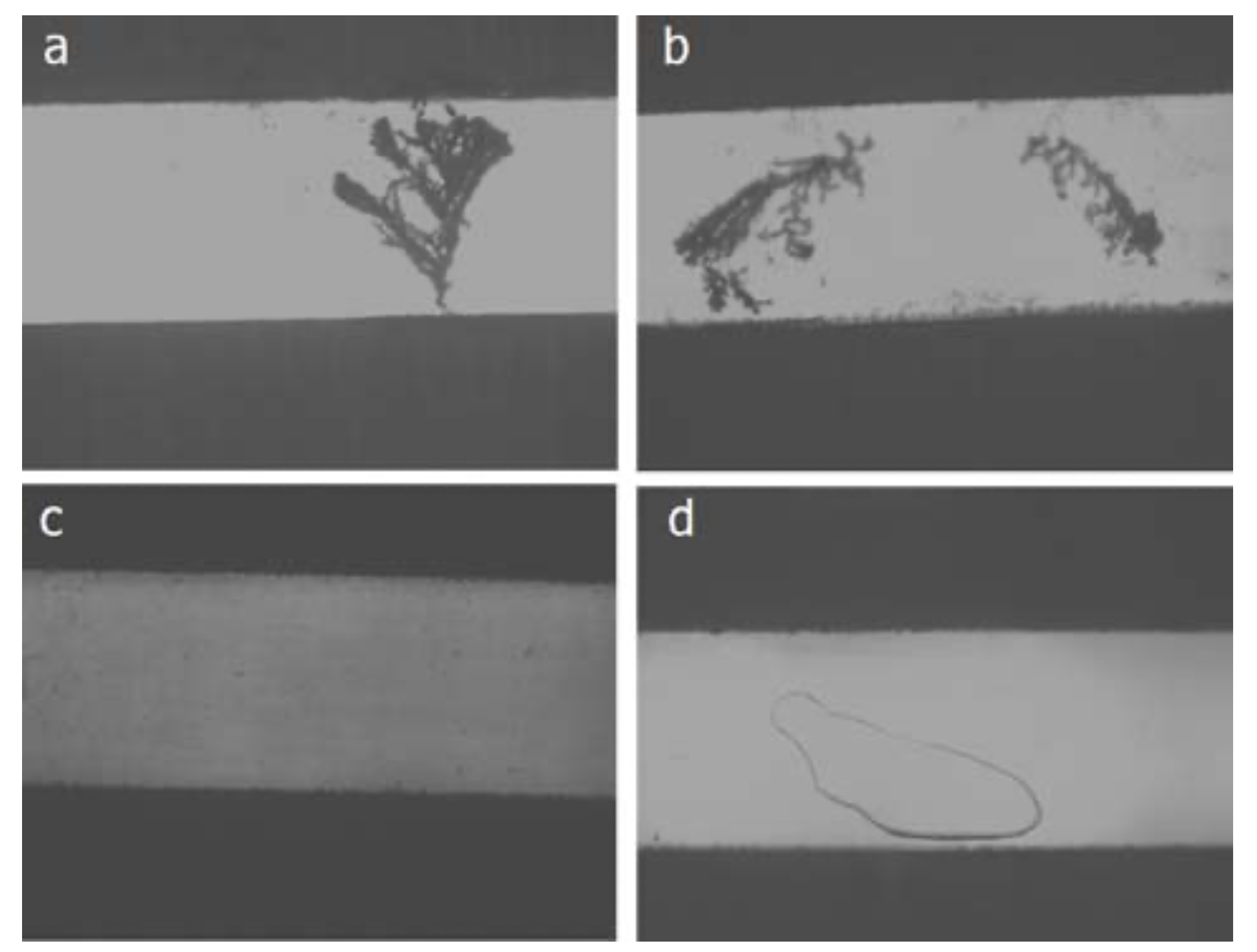 Figure 4. Dendritic growth is present in samples a and b, not present in samples c and d